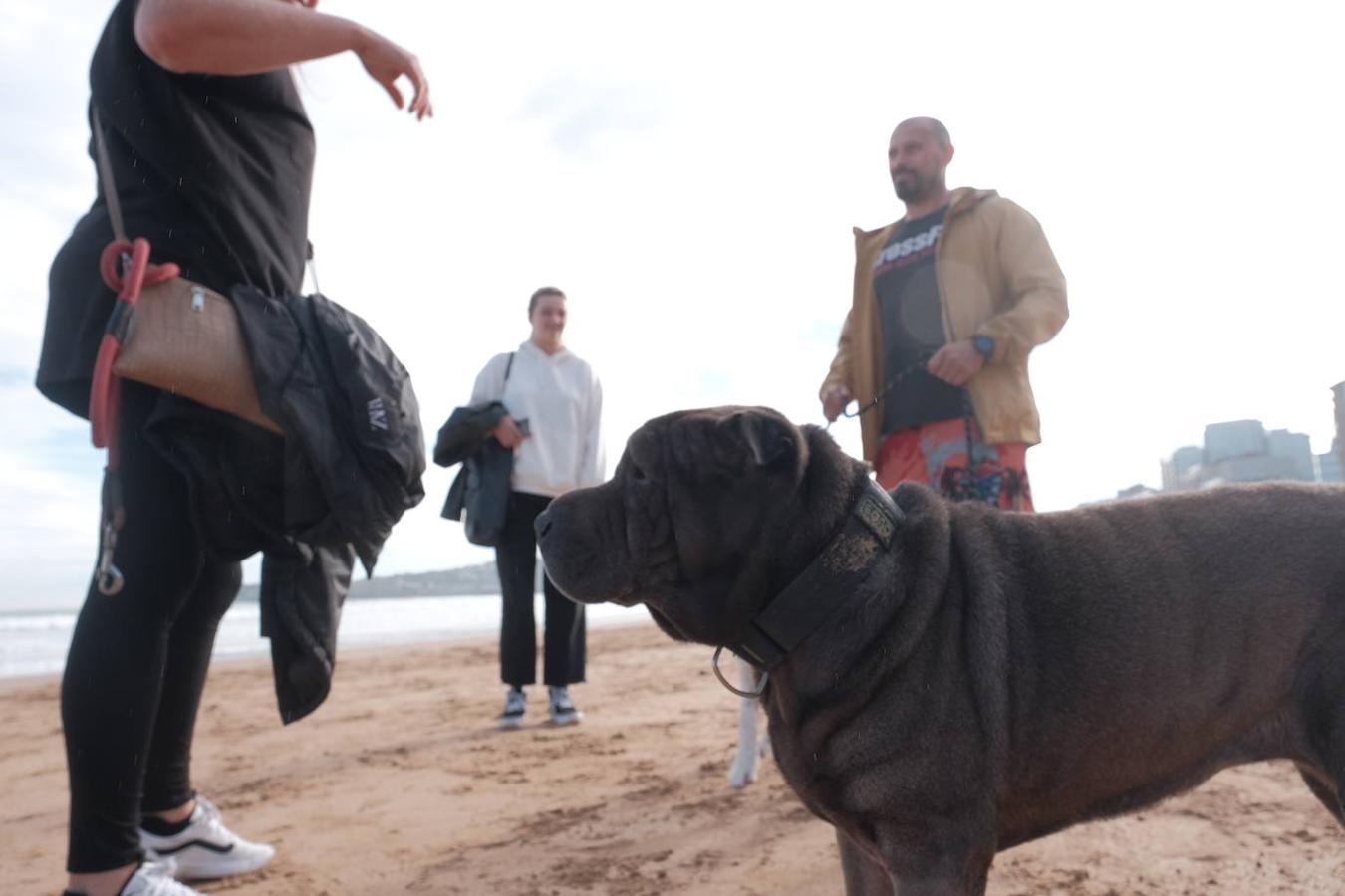Como todos los años, el primer día de octubre, finalizada la temporada oficial de baños, decenas de perros disfrutaron del reencuentro con la playa de San Lorenzo. El retorno de los chapoteos por la orilla y las carreras detrás de las pelotas por la arena de los animales coincidió además con al tregua del buen tiempo durante las primeras horas. 