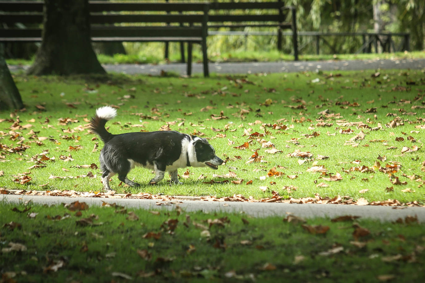 Las mejores instantáneas de este otoño que comienza han sido captadas por los fotógrafos: Mario Rojas, Pablo Lorenzana, Juan Carlos Román, Omar Antuña, Paloma Ucha, Juan Carlos Tuero y Xuan Cueto.