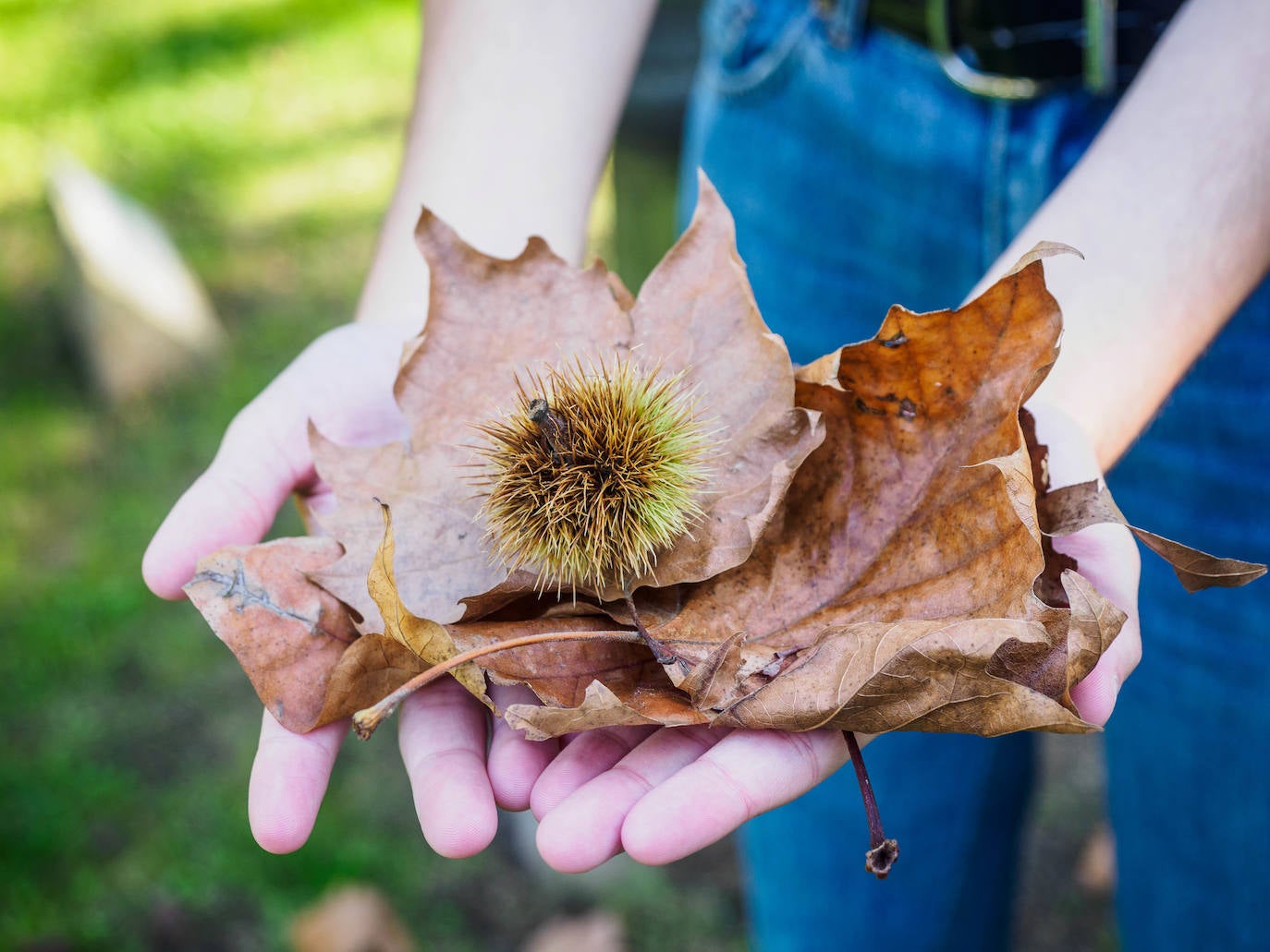 Las mejores instantáneas de este otoño que comienza han sido captadas por los fotógrafos: Mario Rojas, Pablo Lorenzana, Juan Carlos Román, Omar Antuña, Paloma Ucha, Juan Carlos Tuero y Xuan Cueto.