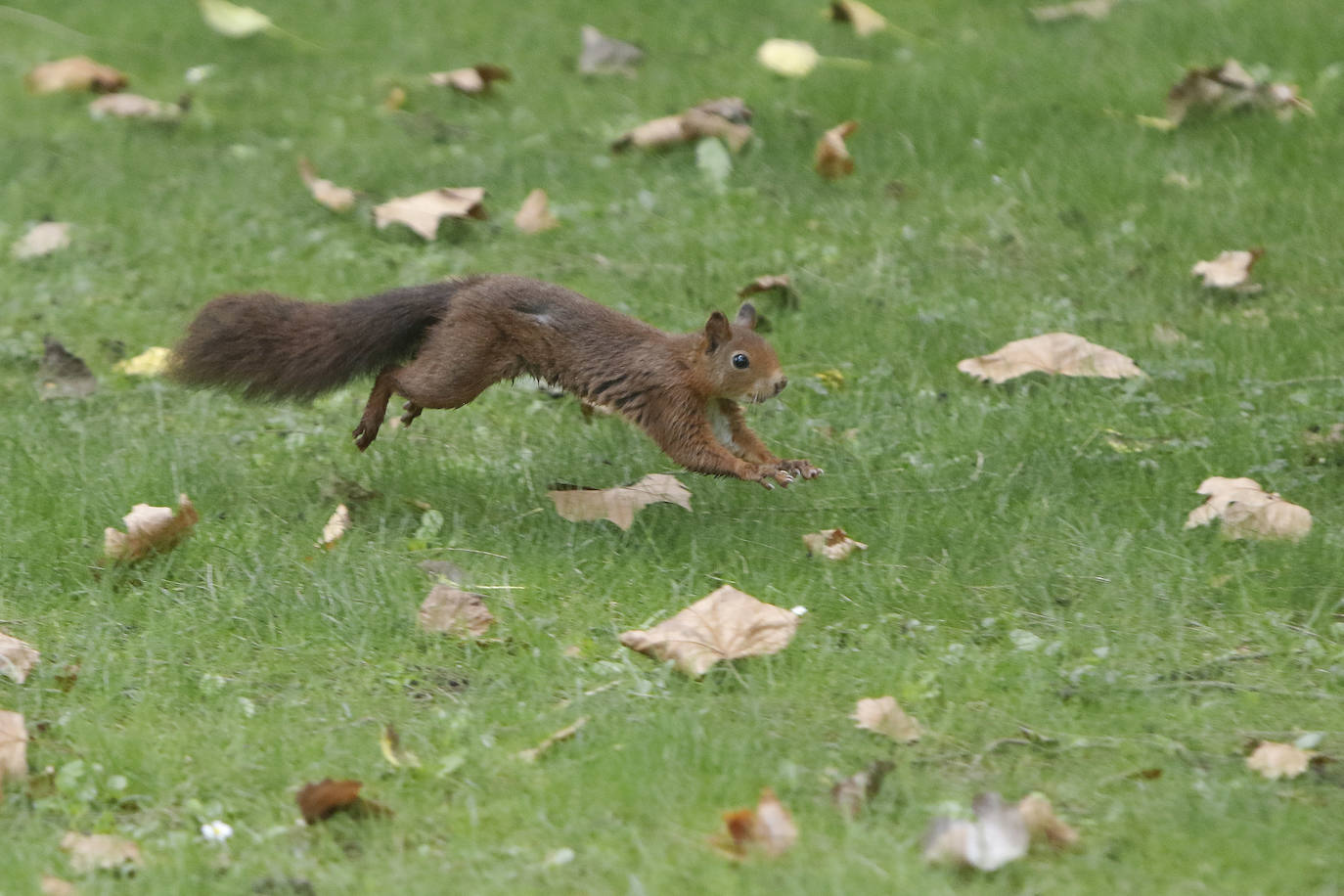 Las mejores instantáneas de este otoño que comienza han sido captadas por los fotógrafos: Mario Rojas, Pablo Lorenzana, Juan Carlos Román, Omar Antuña, Paloma Ucha, Juan Carlos Tuero y Xuan Cueto.