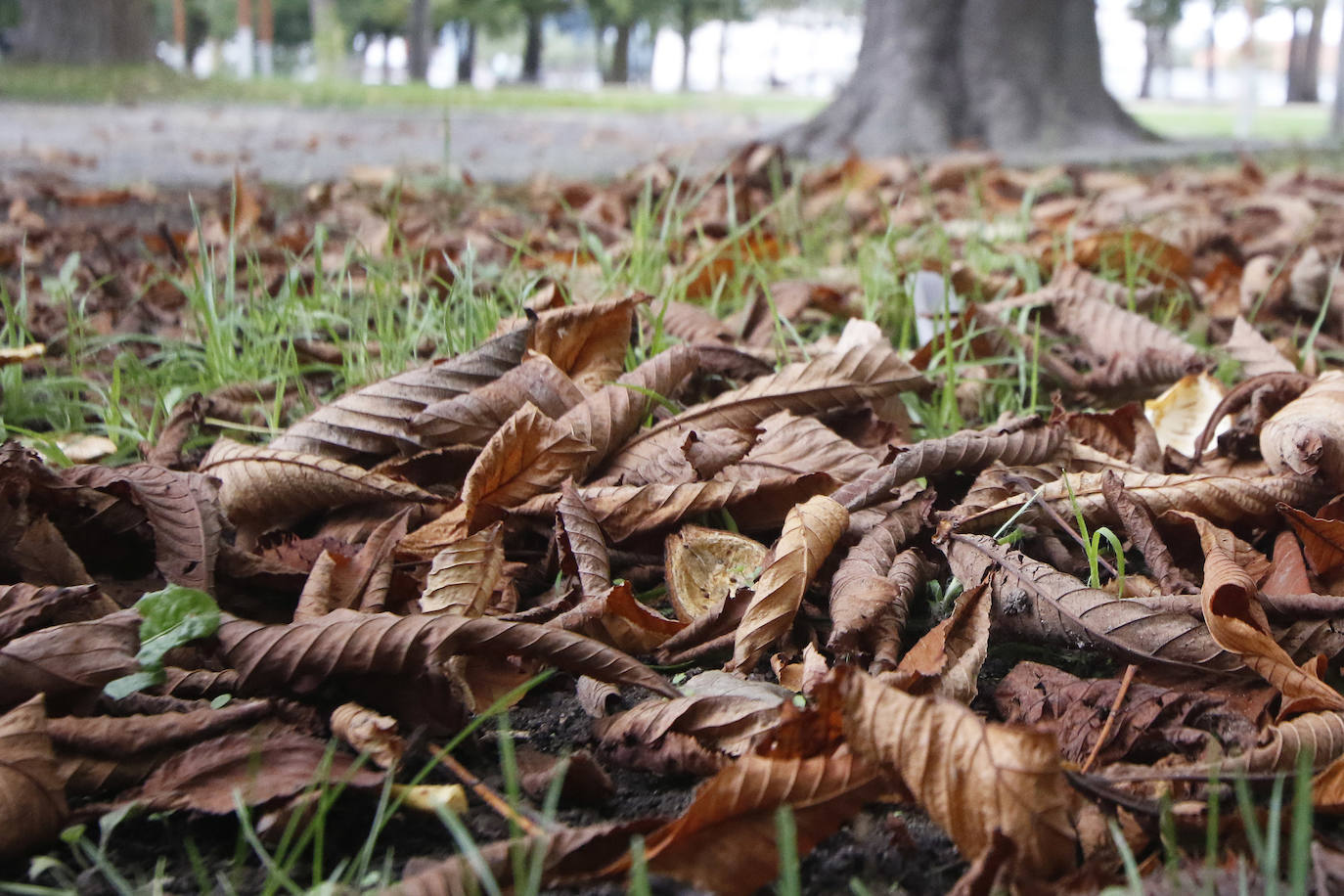 Las mejores instantáneas de este otoño que comienza han sido captadas por los fotógrafos: Mario Rojas, Pablo Lorenzana, Juan Carlos Román, Omar Antuña, Paloma Ucha, Juan Carlos Tuero y Xuan Cueto.