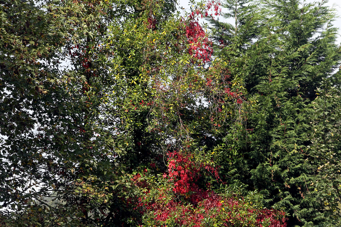 Las mejores instantáneas de este otoño que comienza han sido captadas por los fotógrafos: Mario Rojas, Pablo Lorenzana, Juan Carlos Román, Omar Antuña, Paloma Ucha, Juan Carlos Tuero y Xuan Cueto.