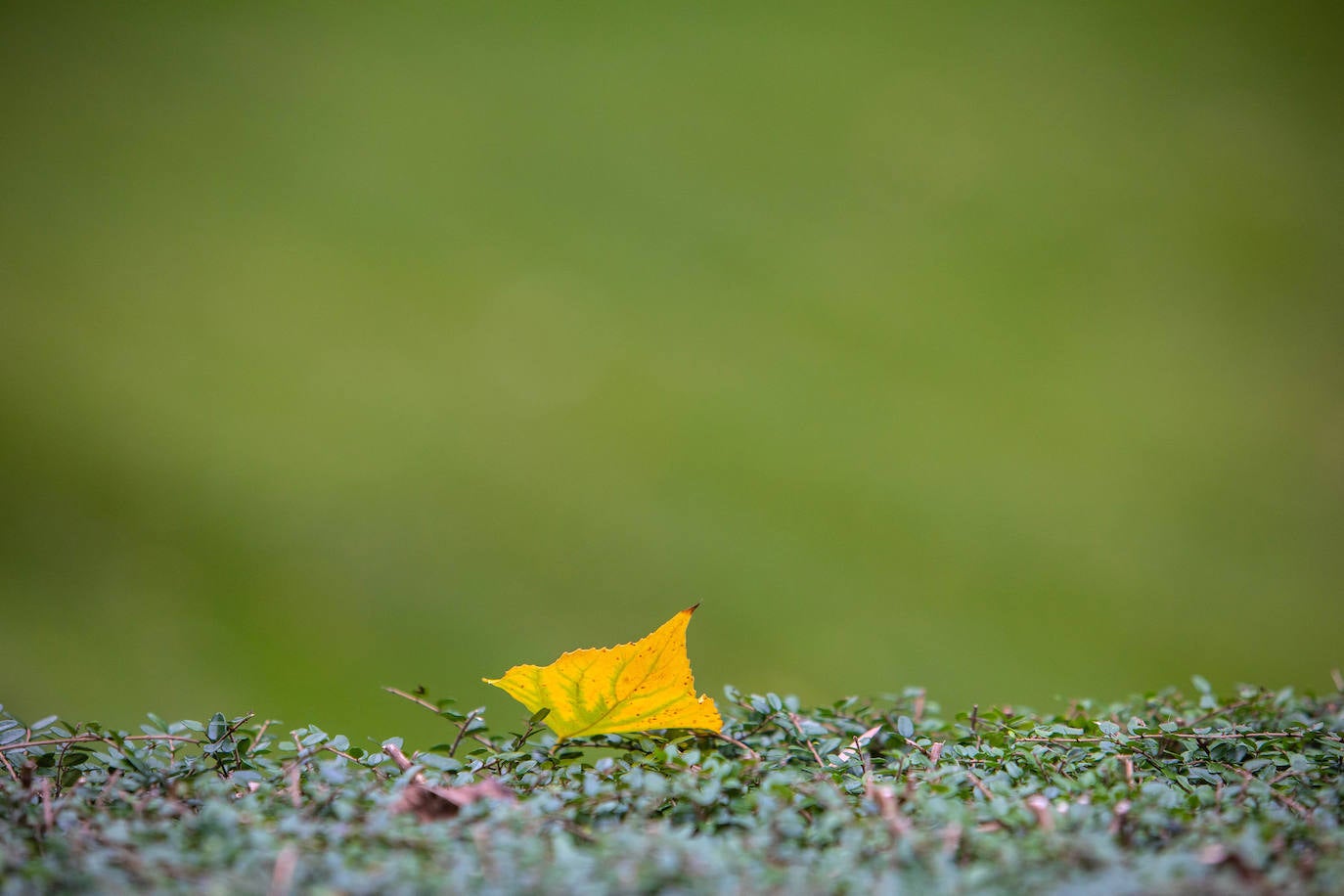 Las mejores instantáneas de este otoño que comienza han sido captadas por los fotógrafos: Mario Rojas, Pablo Lorenzana, Juan Carlos Román, Omar Antuña, Paloma Ucha, Juan Carlos Tuero y Xuan Cueto.