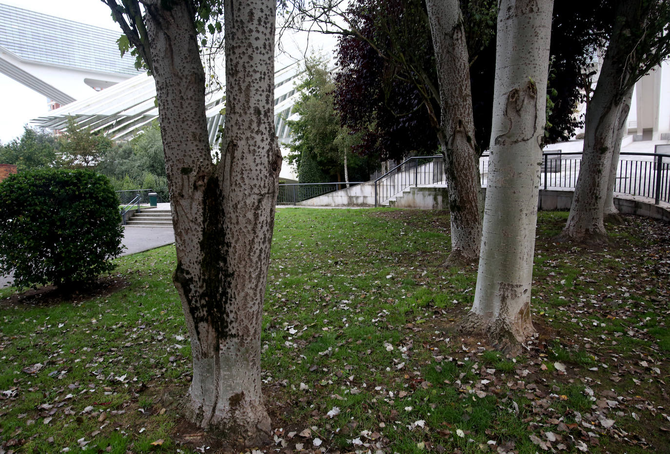 Las mejores instantáneas de este otoño que comienza han sido captadas por los fotógrafos: Mario Rojas, Pablo Lorenzana, Juan Carlos Román, Omar Antuña, Paloma Ucha, Juan Carlos Tuero y Xuan Cueto.