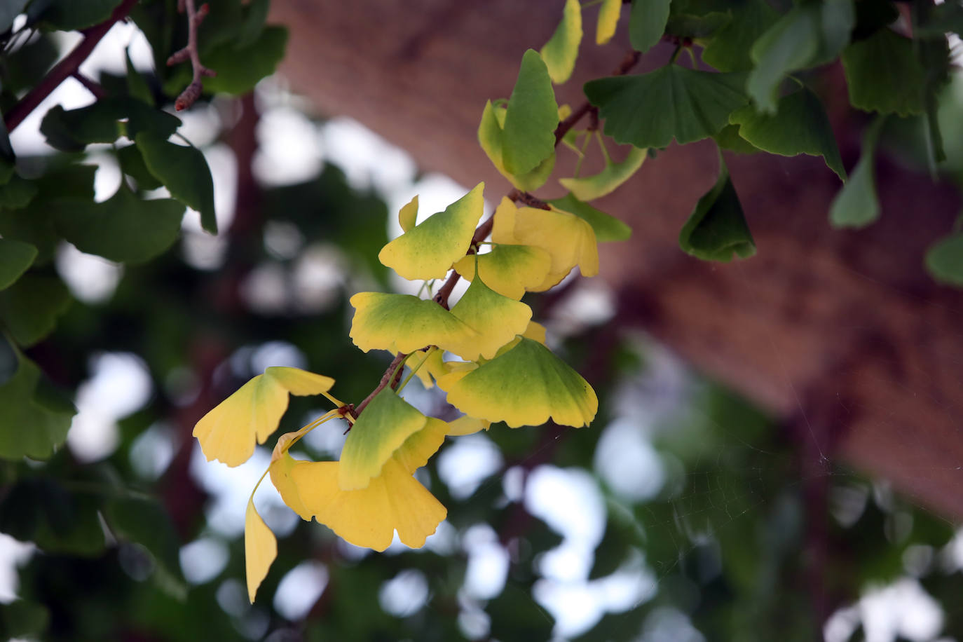 Las mejores instantáneas de este otoño que comienza han sido captadas por los fotógrafos: Mario Rojas, Pablo Lorenzana, Juan Carlos Román, Omar Antuña, Paloma Ucha, Juan Carlos Tuero y Xuan Cueto.