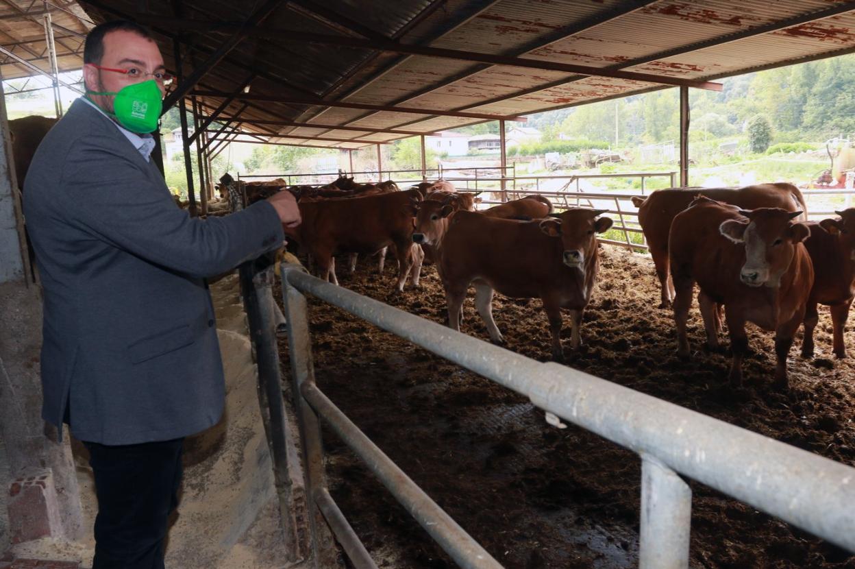 El presidente de Principado, Adrián Barbón, visitó una ganadería local de Las Regueras. 