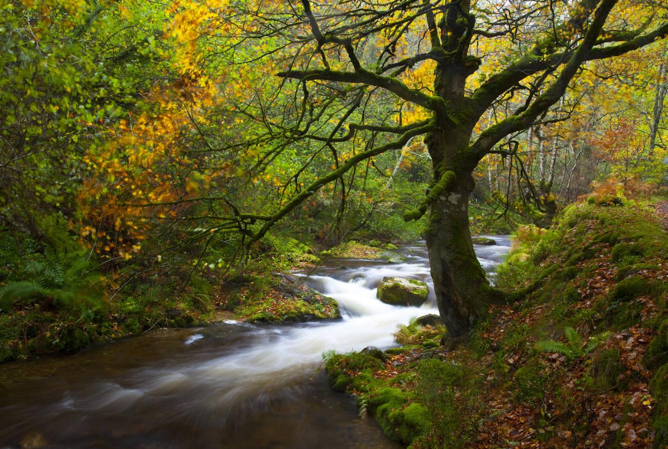 Bosque de Muniellos: Ubicado dentro del parque natural de Las Fuentes del Narcea, Degaña e Ibias. Se trata del mayor robledal de España y uno de los mejor conservados, con una extensión total de 2.695 hectáreas. Además alberga una de las comunidades vegetales y animales más ricas de Europa. En él predomina el roble albar, pero también abundan los tejos, los acebos, las hayas y los abedules, sobre todo en las zonas más altas. En cambio en las más cercanas al río aparecen fresnos, pláganos, sauces, avellanos, gran variedad de musgos y líquenes.