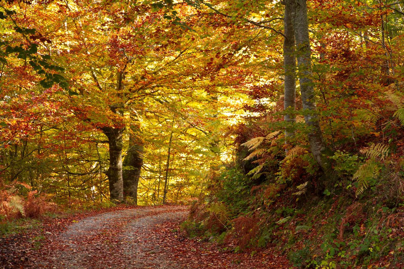 Hayedo del Parque Natural de Redes: Ubicados en el sureste asturiano, en los concejos de Caso y Sobrescobio, este es uno de los hayedos más representativos de Asturias. Pero al contrario que los bosques que hemos nombrado hasta el momento, este no se trata de una masa localizada de bosque y vegetación, sino que esta vez nos referimos a una suma de hayedos que se encuentran localizados en este Parque Natural de Redes y que tiene presencia en las tres cuartas partes de la superficie total de este parque.