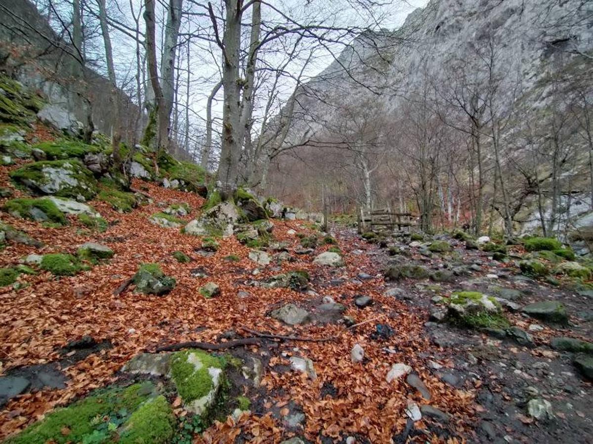 Hayedo de Lindes: El hayedo de Lindes es uno de los hayedos más bellos y extensos de Asturias con una superficie total de 45.163 hectáreas, un espacio protegido que fue declarado por la Ley de 5/2006 de 30 de mayo , también declarado Reserva de la Biosfera por la Unesco y que ocupa los concejos pertenecientes a Lena, Quirós y Teverga de este a oeste.