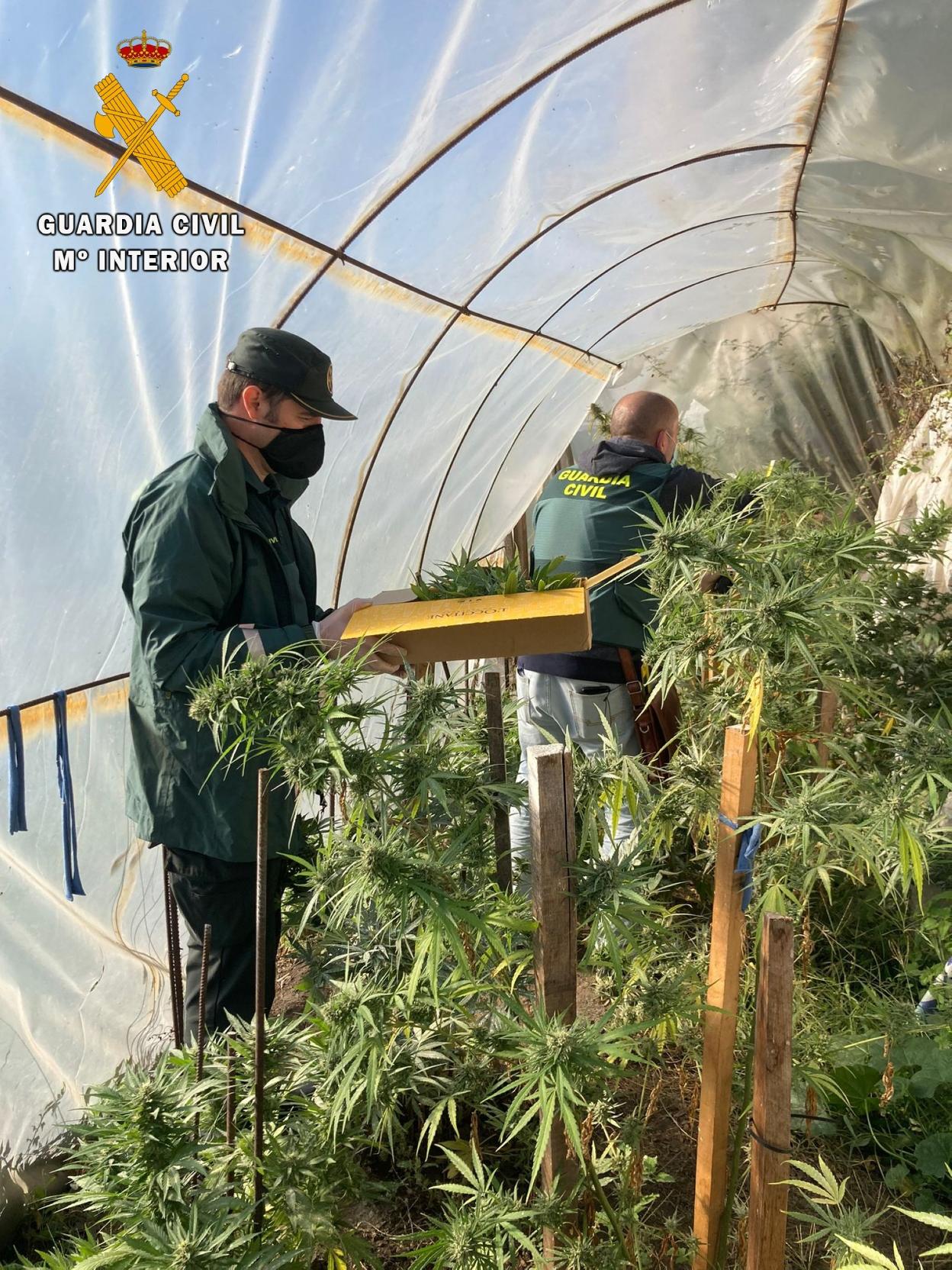 Dos agentes, con algunas de las plantas incautadas. 