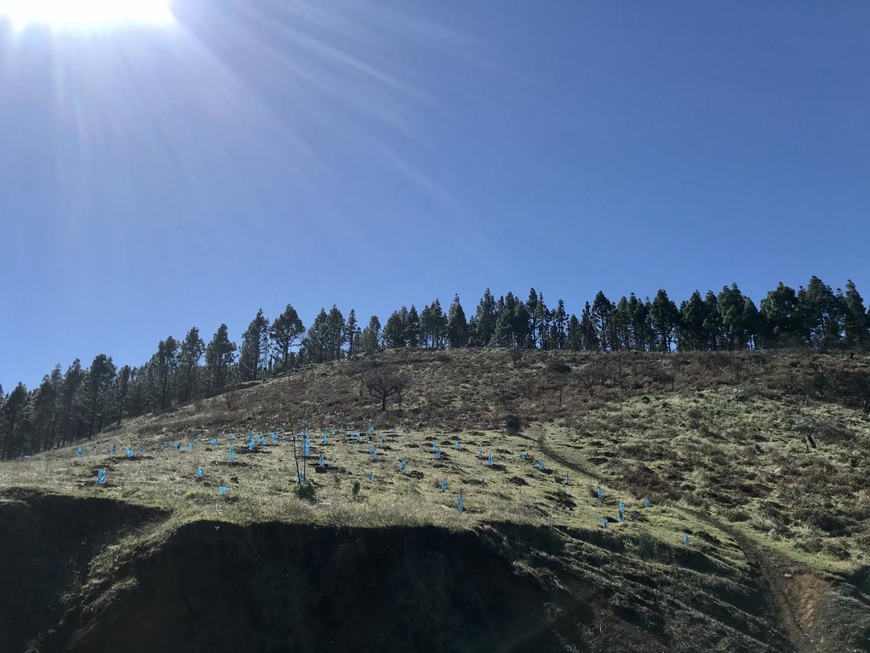 Montes de Candamo afectados por incendios forestales donde GAM proyecta plantar quinientos árboles . 