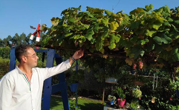 Miguel Busto mostrando uno de los racimos de uvas de su pérgola vegetal de parras.