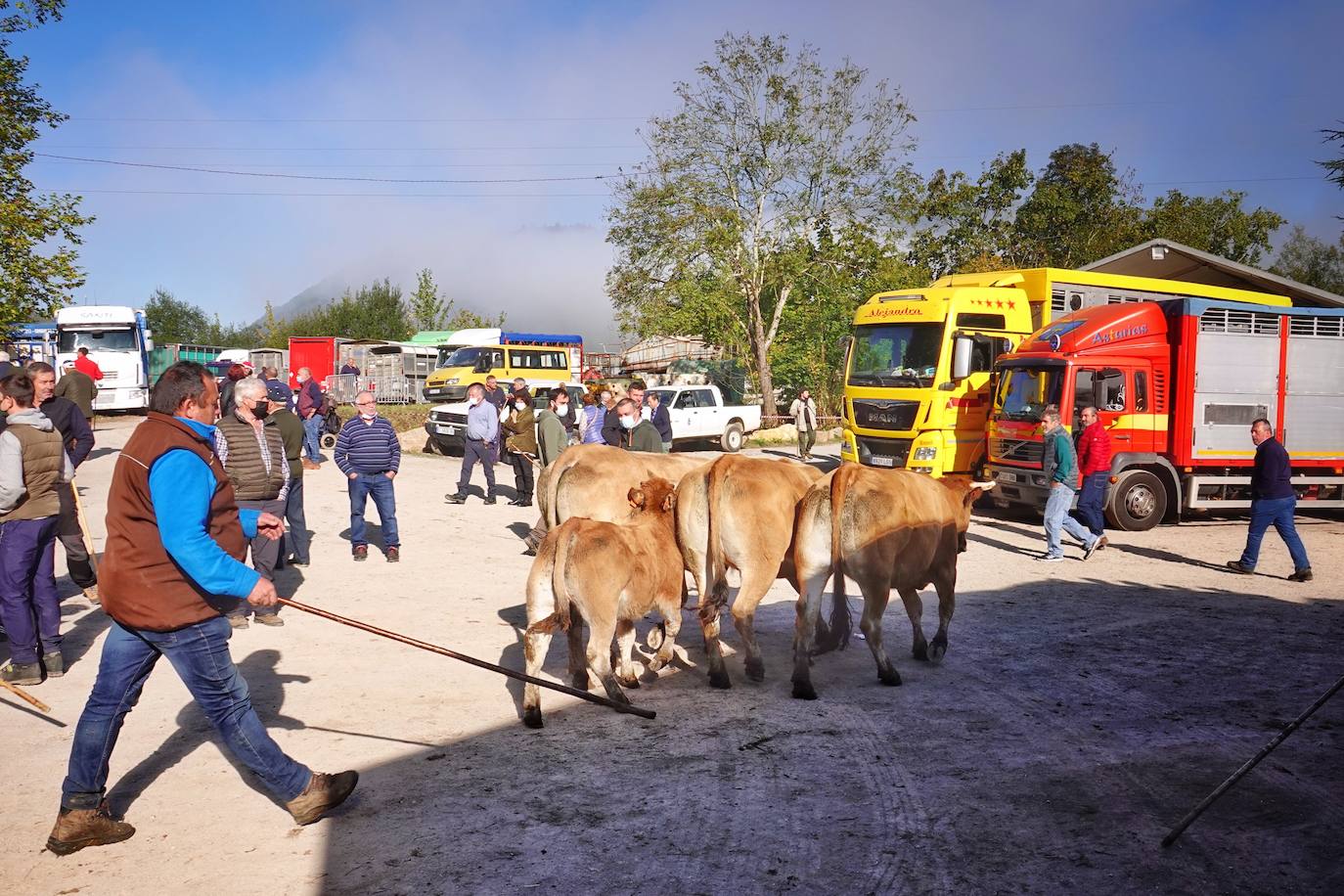 Tras la pasada edición marcada por la pandemia, el certamen de Santa Teresa ha reunido a unas 1.200 reses en el recinto de la piscifactoría, de nuevo con presencia de público