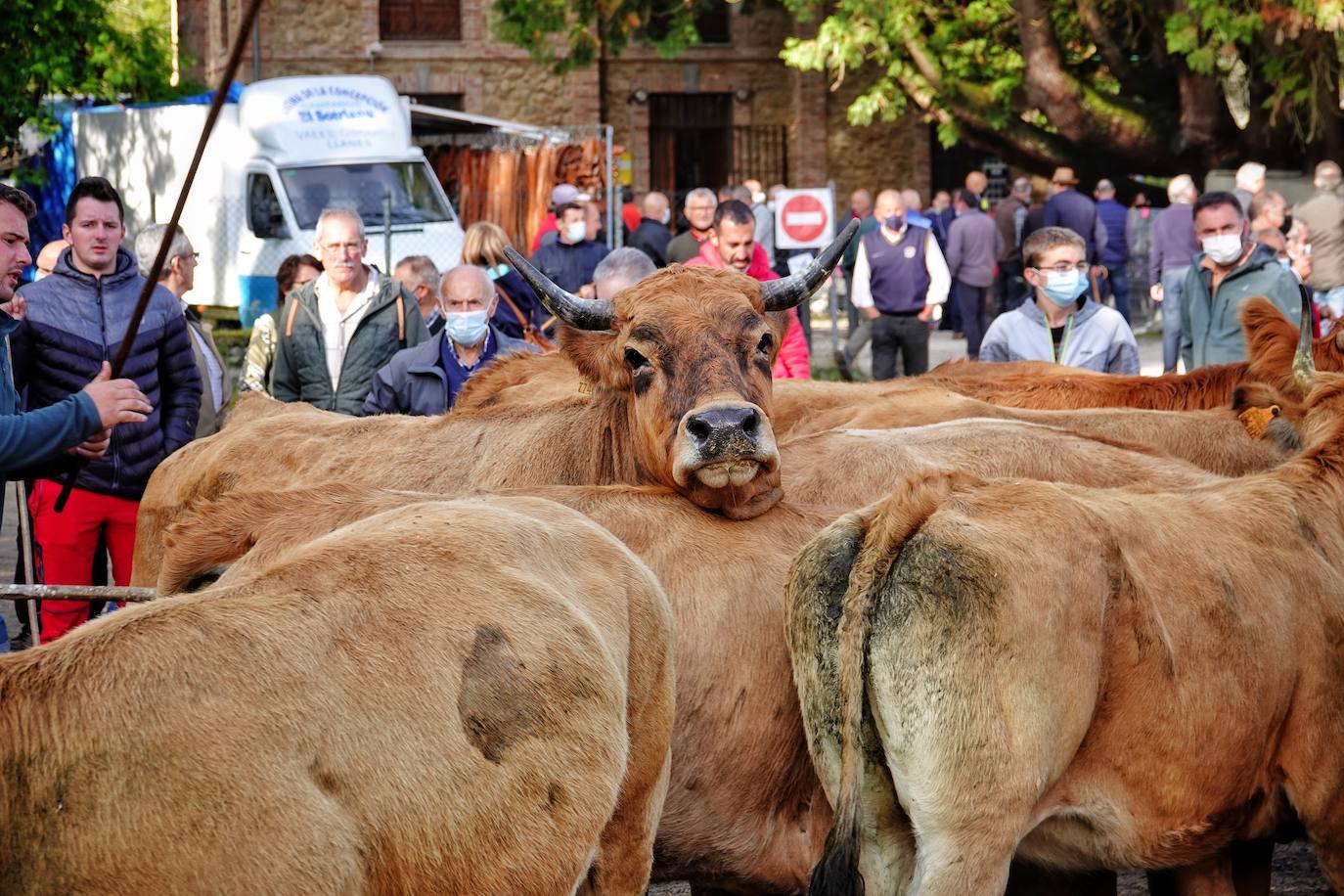 Tras la pasada edición marcada por la pandemia, el certamen de Santa Teresa ha reunido a unas 1.200 reses en el recinto de la piscifactoría, de nuevo con presencia de público