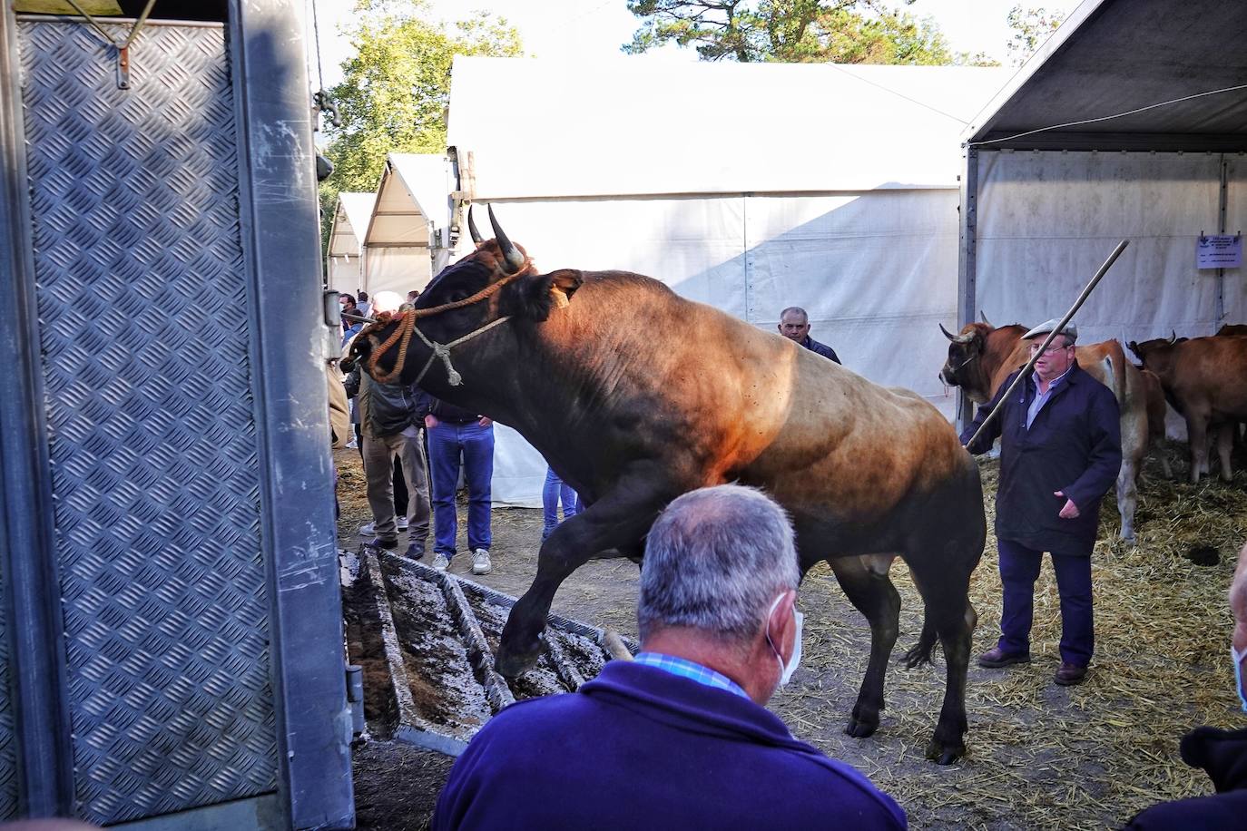 Tras la pasada edición marcada por la pandemia, el certamen de Santa Teresa ha reunido a unas 1.200 reses en el recinto de la piscifactoría, de nuevo con presencia de público