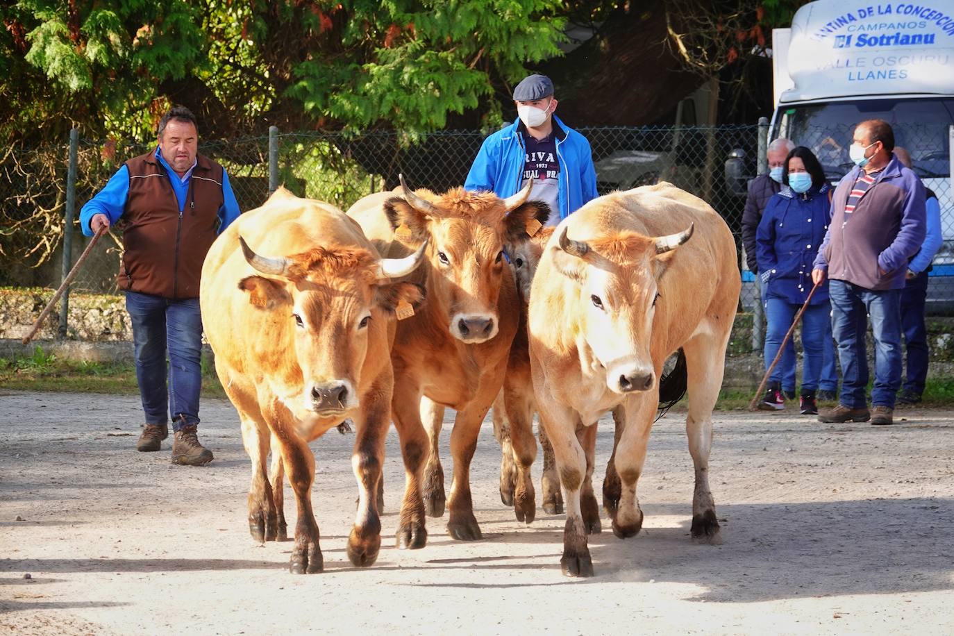Tras la pasada edición marcada por la pandemia, el certamen de Santa Teresa ha reunido a unas 1.200 reses en el recinto de la piscifactoría, de nuevo con presencia de público