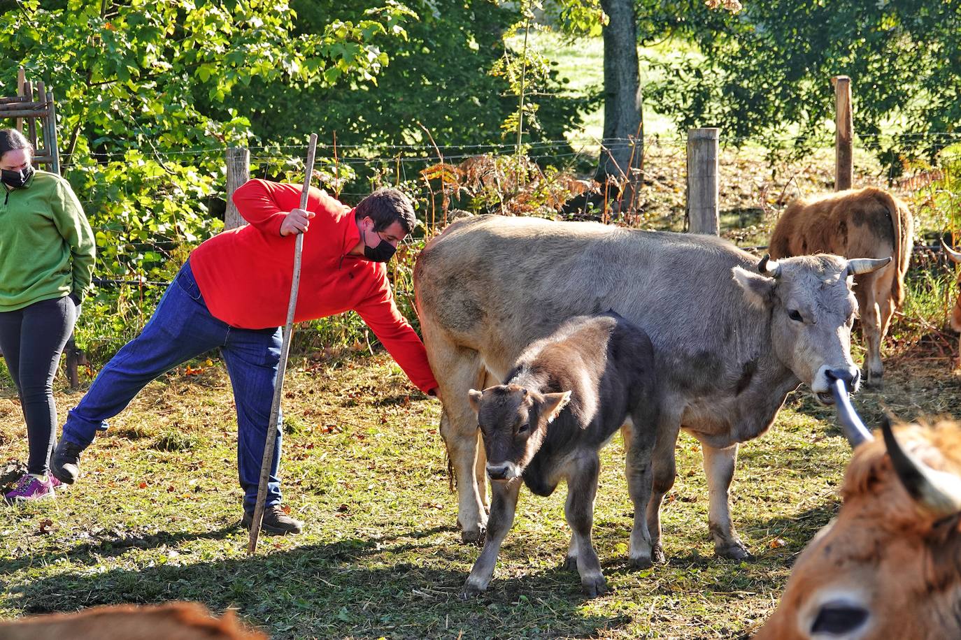 Tras la pasada edición marcada por la pandemia, el certamen de Santa Teresa ha reunido a unas 1.200 reses en el recinto de la piscifactoría, de nuevo con presencia de público