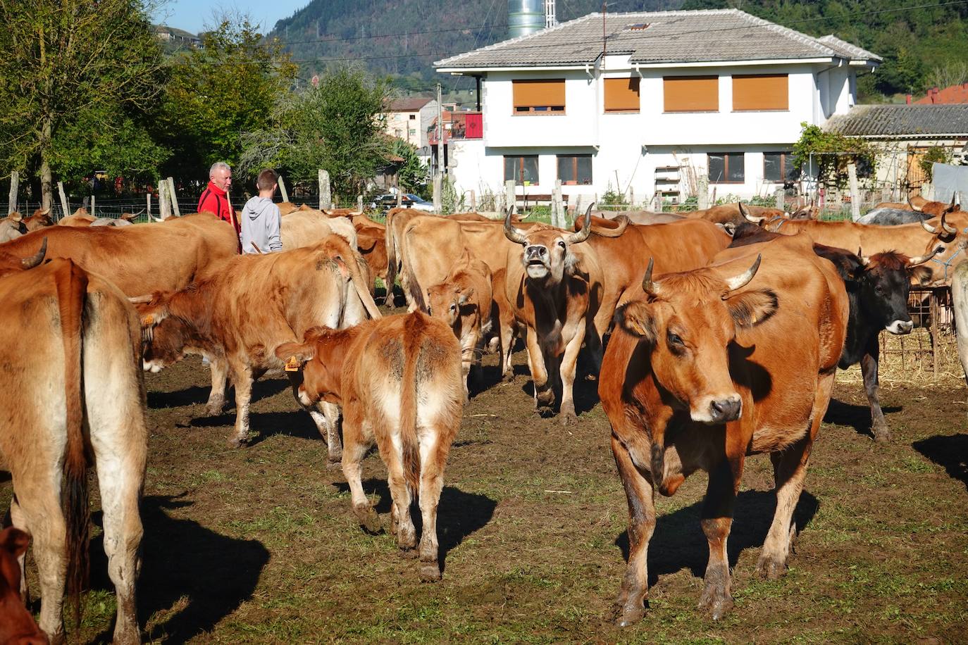 Tras la pasada edición marcada por la pandemia, el certamen de Santa Teresa ha reunido a unas 1.200 reses en el recinto de la piscifactoría, de nuevo con presencia de público