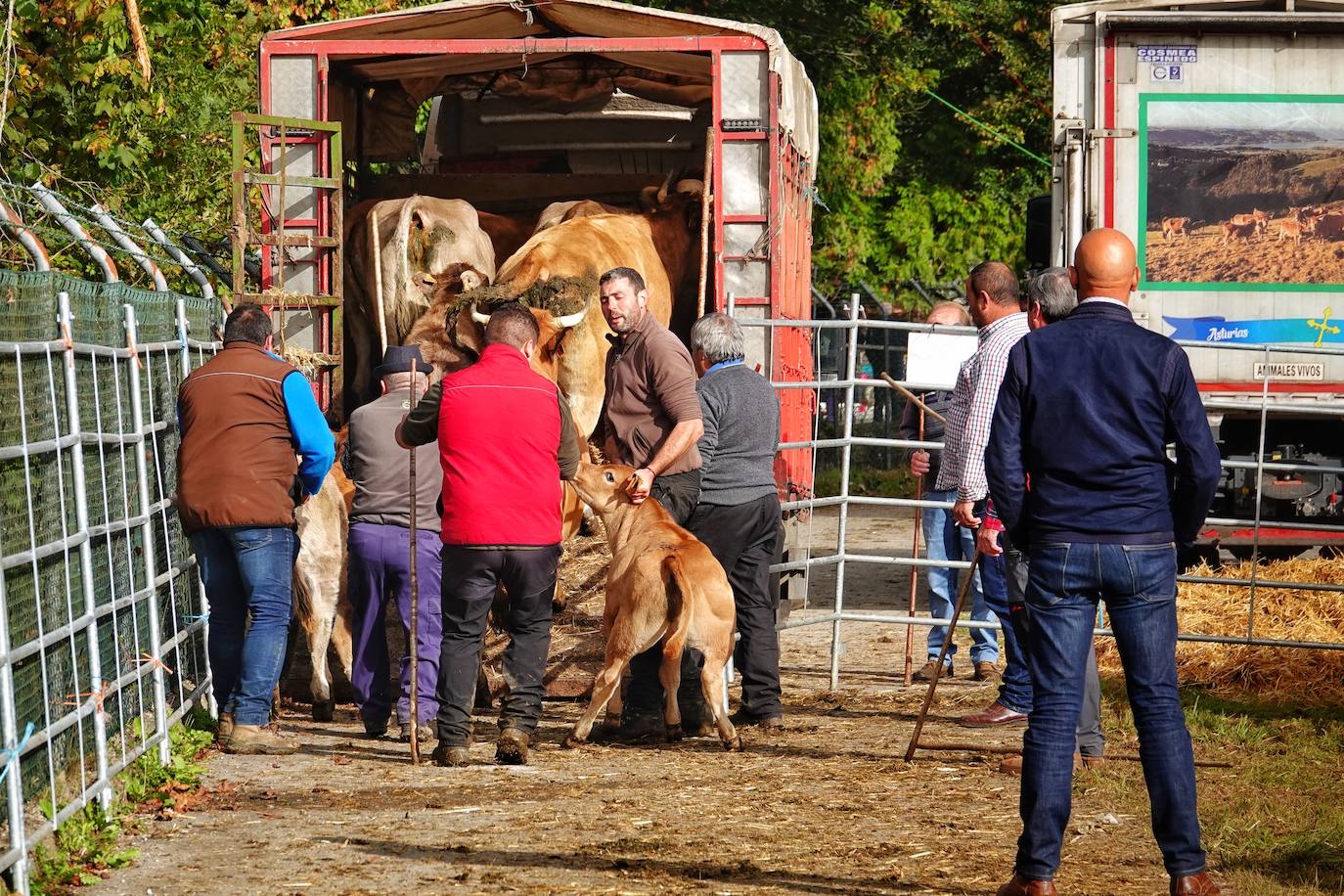 Tras la pasada edición marcada por la pandemia, el certamen de Santa Teresa ha reunido a unas 1.200 reses en el recinto de la piscifactoría, de nuevo con presencia de público