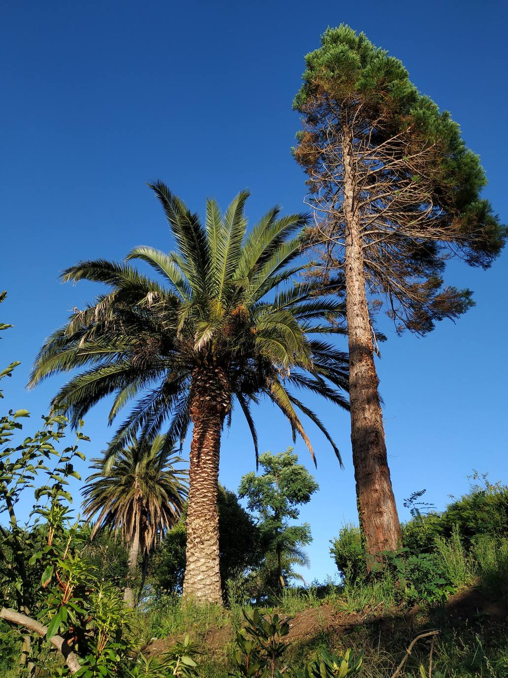 El origen de este bosque-jardín se remonta a hace 27 años, cuando José Rivera Larraya, marqués de San Nicolás de Noras, y su mujer Rosa María Pardo de Unceta, fueron comprando 58 fincas a 38 propietarios diferentes para hacer el mayor jardín botánico privado de Europa con cerca de 20 hectáreas.