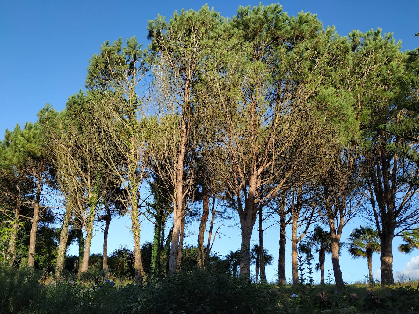 El origen de este bosque-jardín se remonta a hace 27 años, cuando José Rivera Larraya, marqués de San Nicolás de Noras, y su mujer Rosa María Pardo de Unceta, fueron comprando 58 fincas a 38 propietarios diferentes para hacer el mayor jardín botánico privado de Europa con cerca de 20 hectáreas.