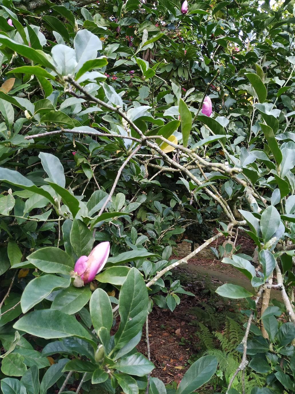 El origen de este bosque-jardín se remonta a hace 27 años, cuando José Rivera Larraya, marqués de San Nicolás de Noras, y su mujer Rosa María Pardo de Unceta, fueron comprando 58 fincas a 38 propietarios diferentes para hacer el mayor jardín botánico privado de Europa con cerca de 20 hectáreas.