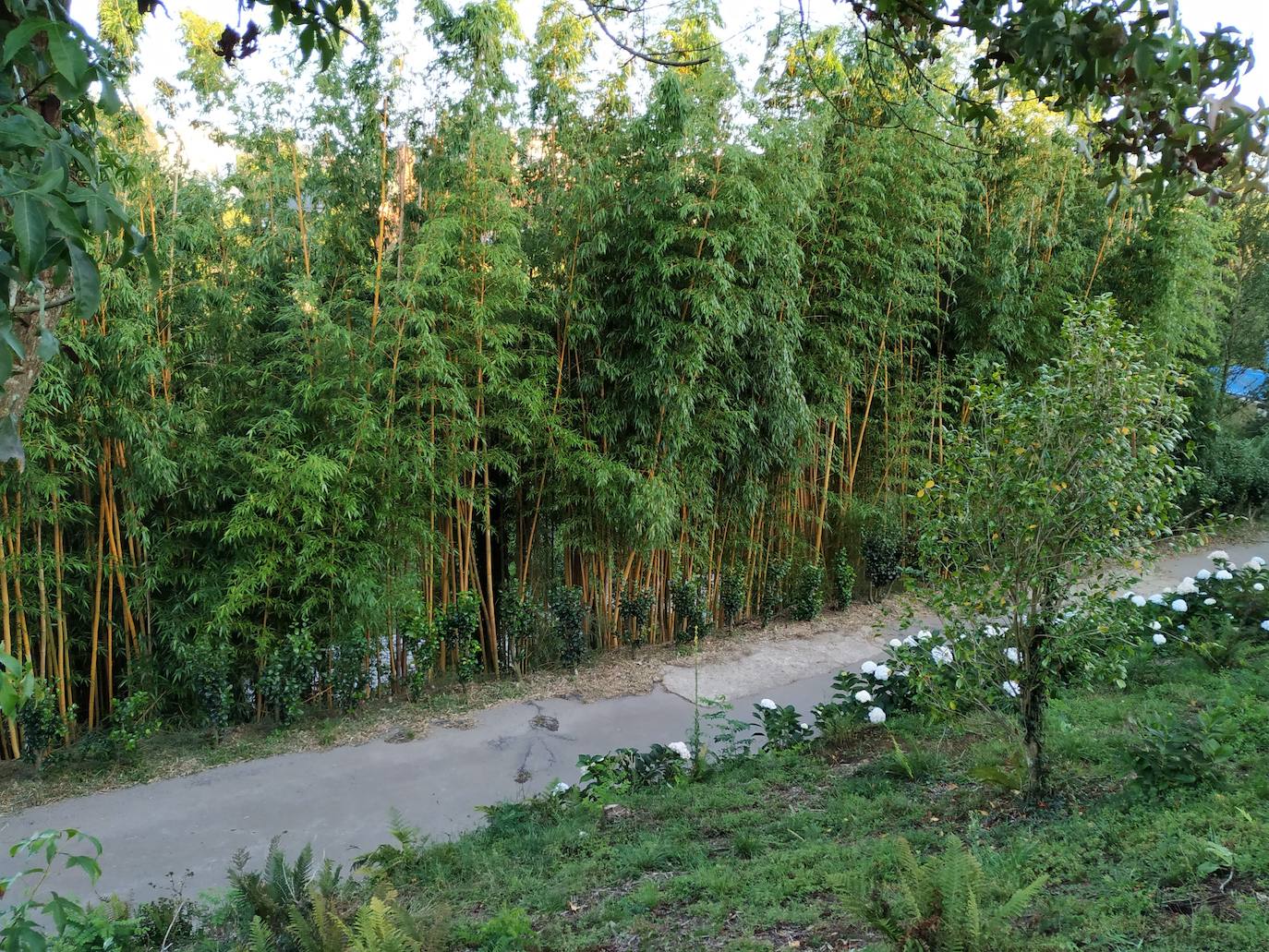 El origen de este bosque-jardín se remonta a hace 27 años, cuando José Rivera Larraya, marqués de San Nicolás de Noras, y su mujer Rosa María Pardo de Unceta, fueron comprando 58 fincas a 38 propietarios diferentes para hacer el mayor jardín botánico privado de Europa con cerca de 20 hectáreas.