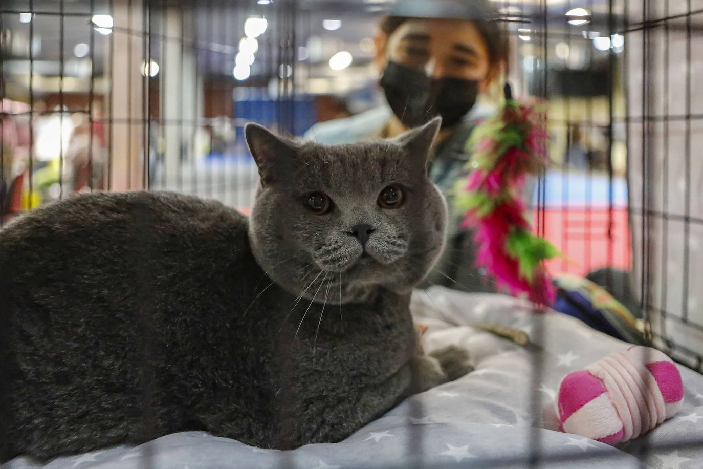 Los amantes de los animales tienen una cita este fin de semana en Gijón, donde se celebra Espacio Mascotas. Talleres, exposiciones, concursos y diversos servicios para el cuidado de las mascotas son algunos de los atractivos de estas cita. 