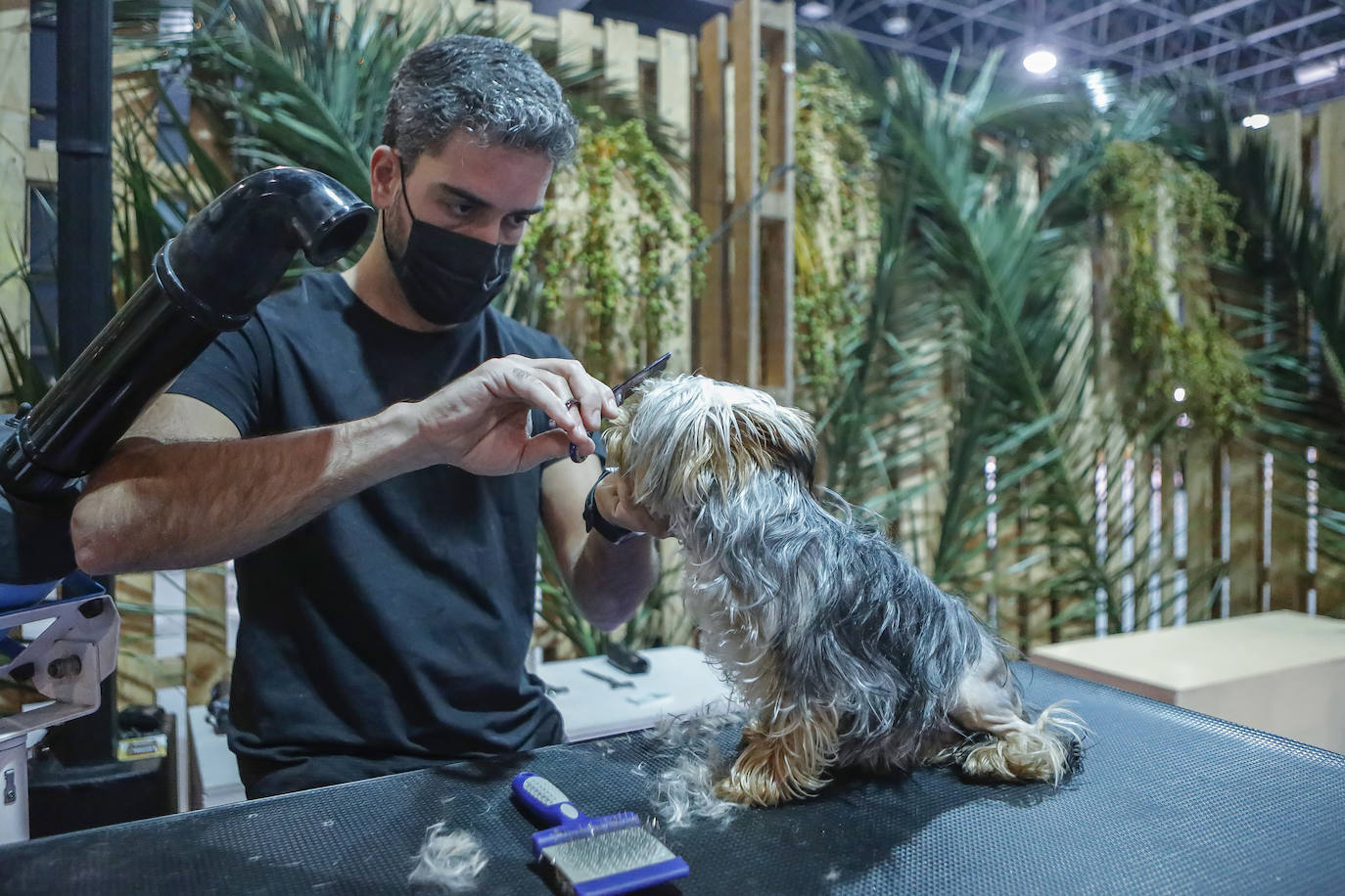 Los amantes de los animales tienen una cita este fin de semana en Gijón, donde se celebra Espacio Mascotas. Talleres, exposiciones, concursos y diversos servicios para el cuidado de las mascotas son algunos de los atractivos de estas cita. 