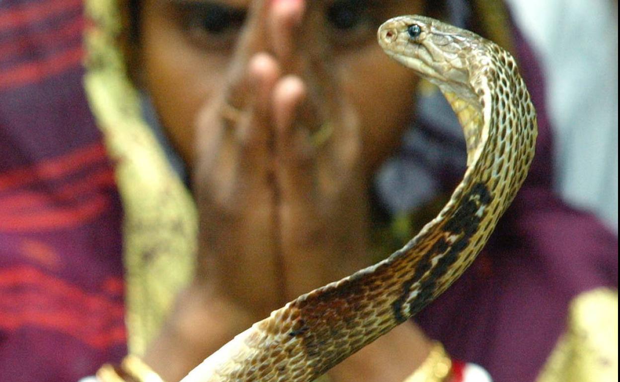 Un hombre asesina su mujer con una serpiente venenosa en la India