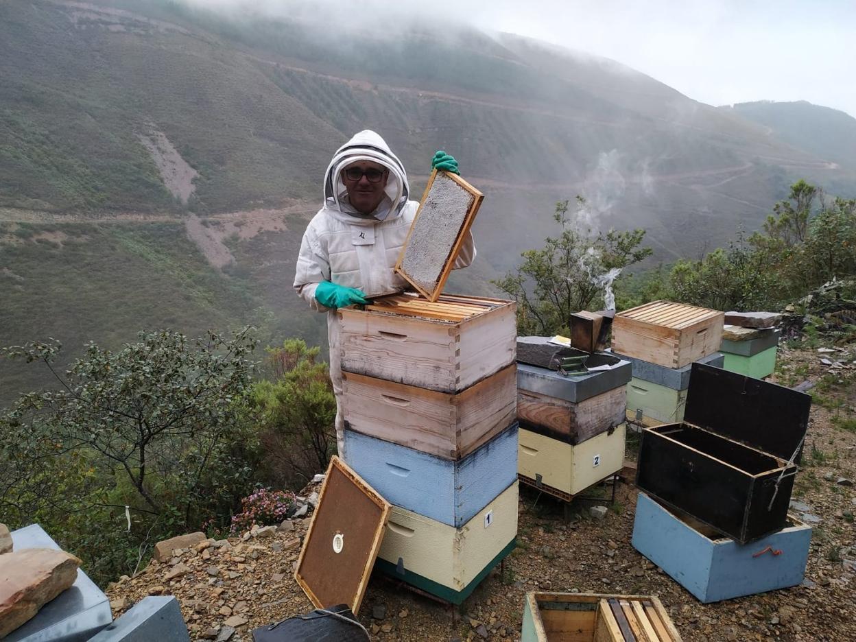 El apicultor José Manuel Barrero, de la Asociación Comarca Vaqueira, extrae los panales de las colmenas. 