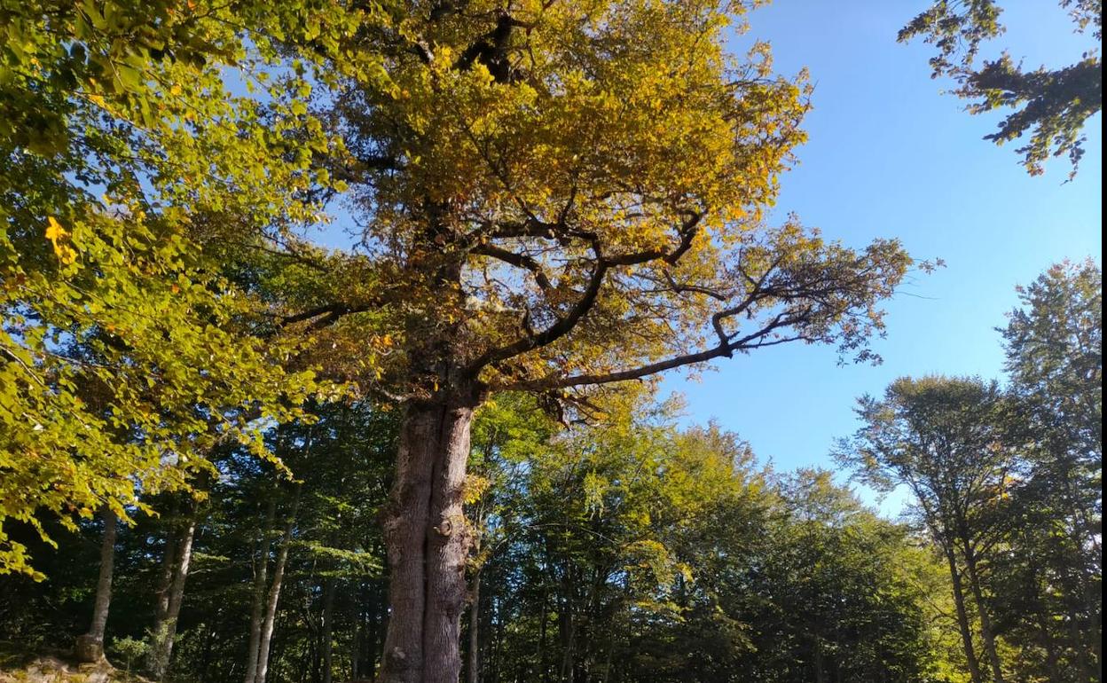 Roblón de Bustiello en el Bosque de Peloño. 