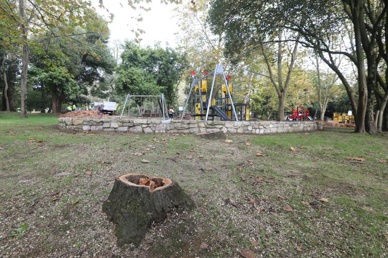 Uno de los árboles talado esta semana en el parque de Ferrera. 