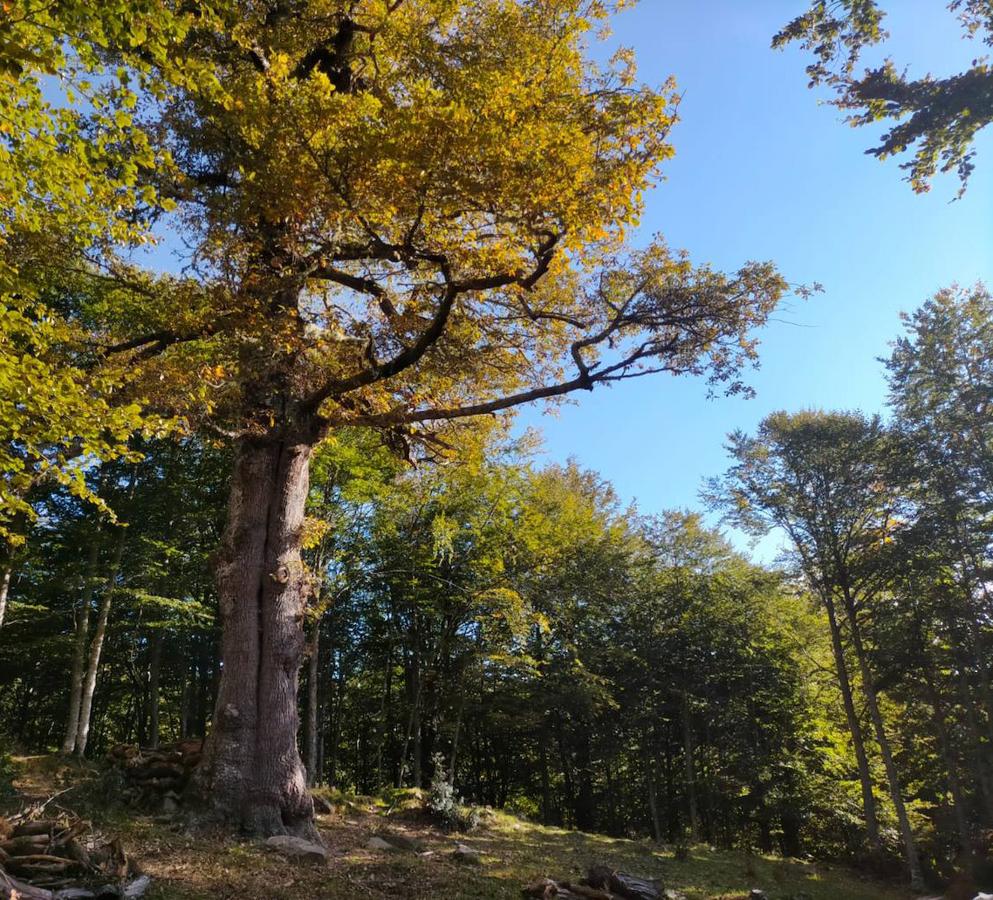 Roblón de Bustiello (Ponga): A pesar de no ser uno de los árboles monumentales asturianos, el Roblón de Bustiello ubicado en Ponga y en pleno Bosque de Peloño, sí puede presumir de ser uno de esos árboles centenarios y singulares asturianos que han resistido el paso del tiempo. Un hermoso roble albar de 8 m de diámetro, que sin duda merece la pena acercarse a conocer a través de una sencilla y bonita ruta que podrás comenzar desde el mirador de Les Bedules. 