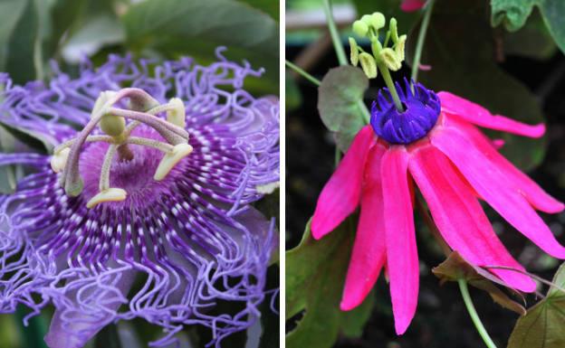 Passiflora Cincinata íntegramente de color violeta caracterizada por la sinuosidad de sus hebras; y passiflora Edmundoi tricolor de pétalos fucsias caídos una pequeña corona de hebras azules y clavos verdes apuntados.