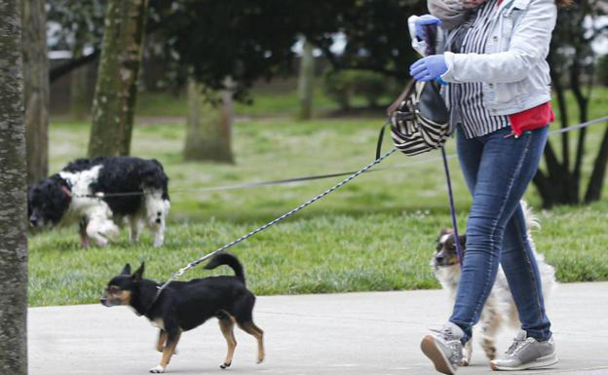 Pasear a un perro sin correa en Candamo puede suponer una multa para el dueño del animal. 