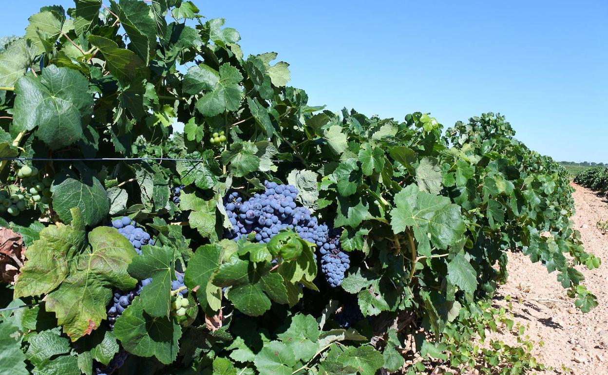 Viñedo de Castilla-La Mancha.