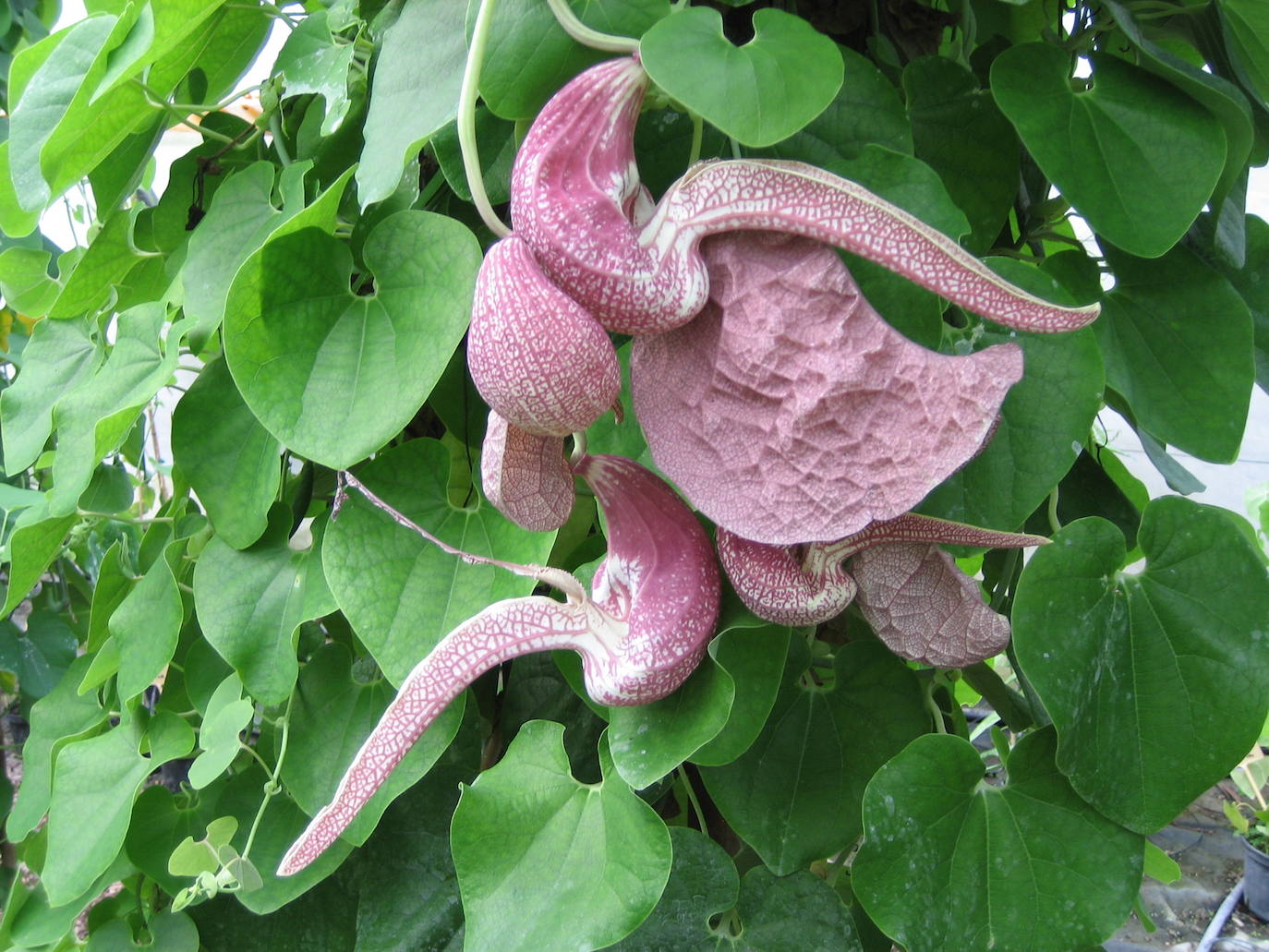 Este extraño amorfismo es el propio del capullo de la aristolochia galeata, que es natural de Brasil. 