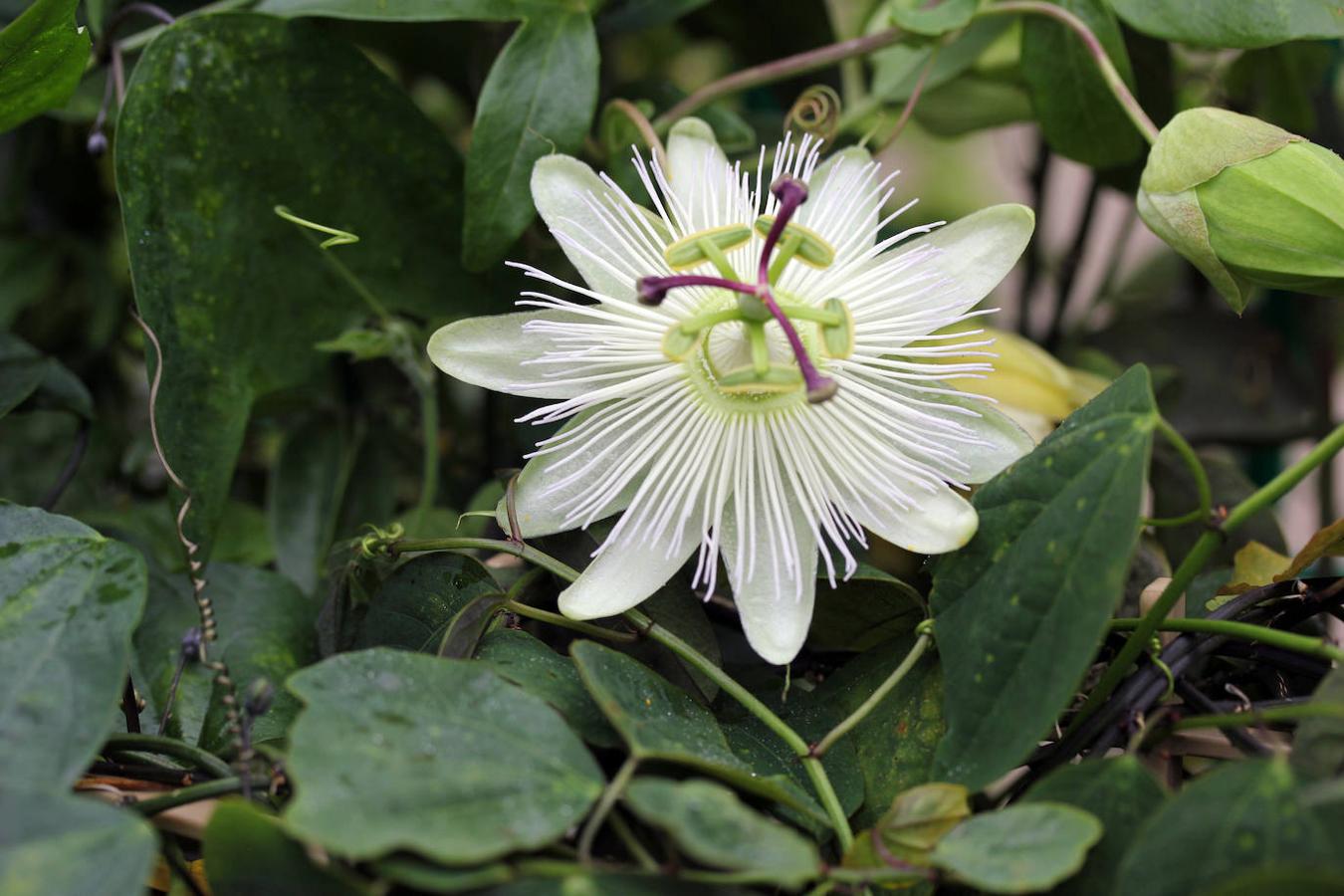 Passiflora caerulea Constance Elliott. 