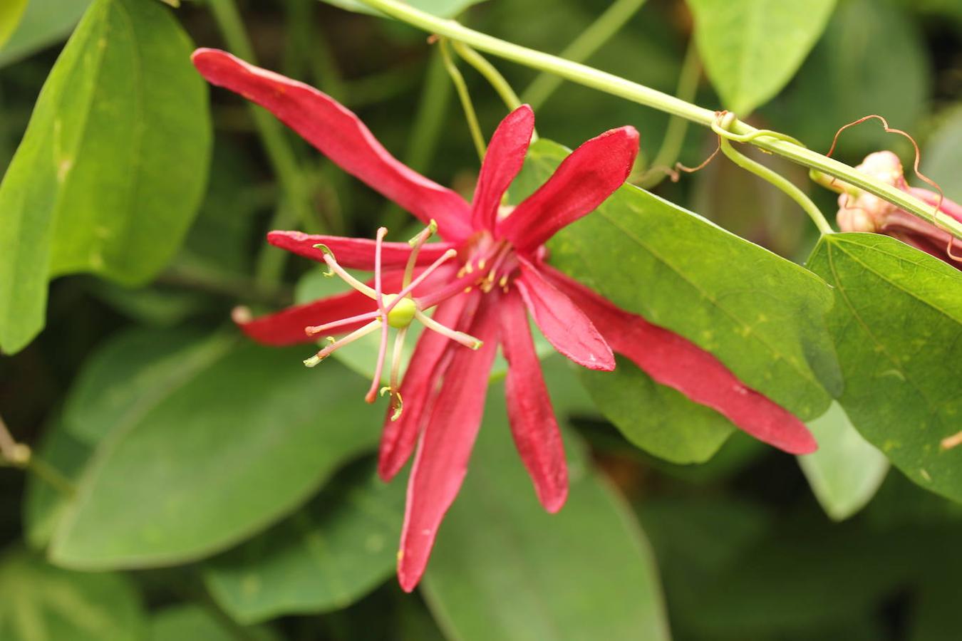 El Cappuccetto Rosso es otro de los híbridos de passiflora que Eladio tiene en la terraza pequeña de Laviana. 