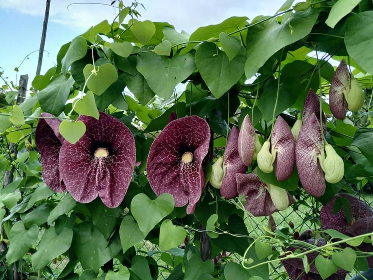 Esta aristolochia gigantea, plantada en la entrada de la finca de Ribadesella, es la única existente en un ambiente de exterior en todo el norte de España. 