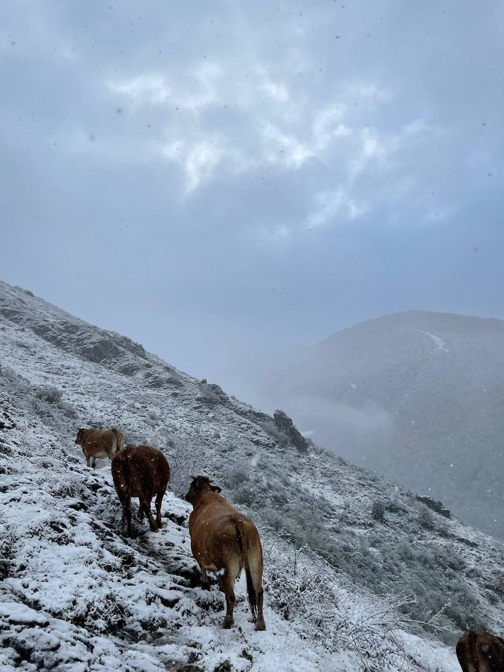 Carbayalin (Puerto Vegarada)