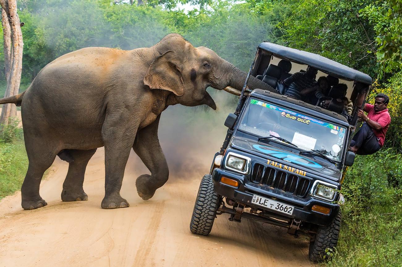 Viajes y aventuras. ‘¡Esta es mi jungla!’, por Sergey Savvi. “Un elefante salvaje ataca a un jeep lleno de gente. Debemos respetar la naturaleza y preocuparnos más por ella, pero también debemos evitar correr riesgos innecesarios e imprudentes”.