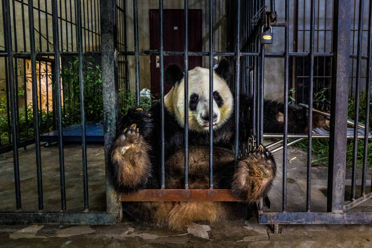 Fotoperiodismo. ‘Cautivo’, de Marcus Westberg. “Un panda gigante utilizado para la cría en cautividad se sienta solo en una instalación en Shaanxi, China. La cría en cautividad de especies en peligro de extinción puede ser una etiqueta conveniente para esconderse, como ‘renovable’ o ‘sostenible’. En este caso, todos los animales estaban siendo habituados a los humanos y se utilizan como atracción para los visitantes de pago. Para mí, esta imagen representa la yuxtaposición entre las intenciones que expresamos y la realidad sobre el terreno: un animal salvaje encerrado en una jaula en nombre de la conservación”.