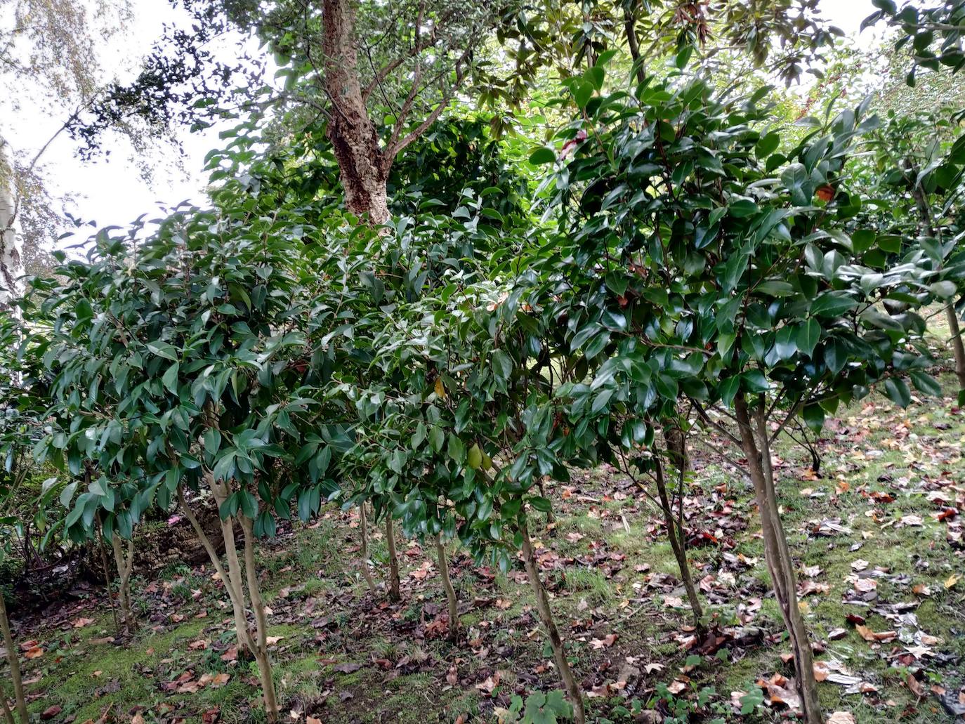 Bene Prado heredó una finca familiar hace más de 40 años y dio rienda suelta a una pasión que había cultivado desde la infancia: las plantas