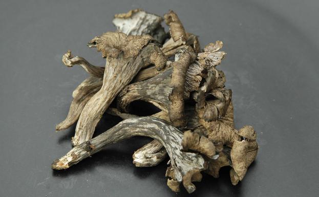 Trompeta de los muertos (Craterellus cornucopioides).