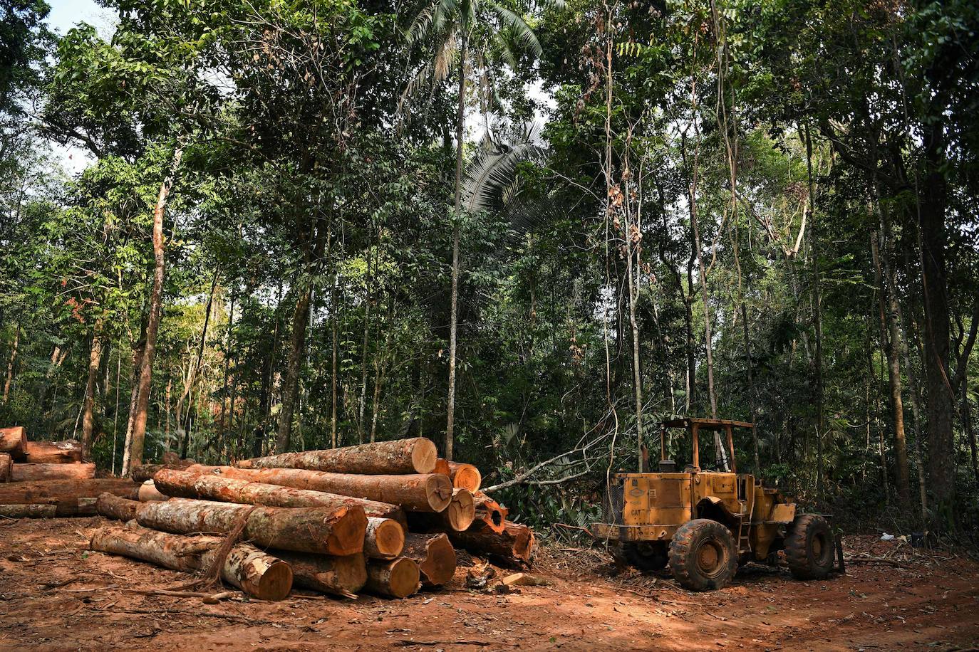  El Amazonas, hogar de más de tres millones de especies, es uno de los entornos naturales más castigados por la contaminación. Las deforestaciones y las emisiones de dióxido de carbono se han disparado en los últimos 50 años. Especies como los jaguares y las águilas arpías están amenazadas por la deforestación. 