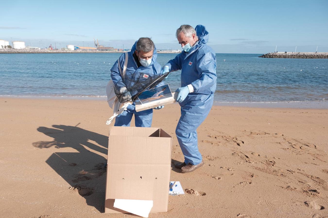 La playa de El Arbeyal acogió este miércoles un simulacro de rescate y atención a fauna marina afectada por un vertido de hidrocarburos. En el ejercicio participaron agentes y técnicos de las direcciones generales de Medio Natural y Planificación Rural y de Pesca Marítima, del Ayuntamiento y del Puerto de Gijón