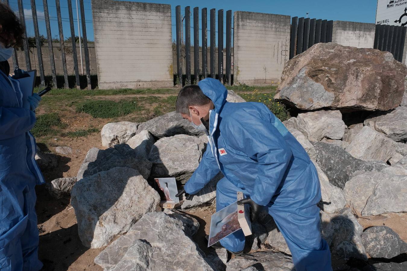 La playa de El Arbeyal acogió este miércoles un simulacro de rescate y atención a fauna marina afectada por un vertido de hidrocarburos. En el ejercicio participaron agentes y técnicos de las direcciones generales de Medio Natural y Planificación Rural y de Pesca Marítima, del Ayuntamiento y del Puerto de Gijón