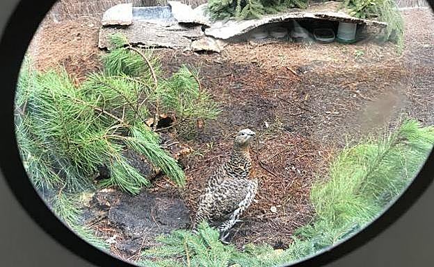 Imagen principal - Algunos de los animales recibidos en el Centro de Recuperación de Fauna Silvestre del Principado. 